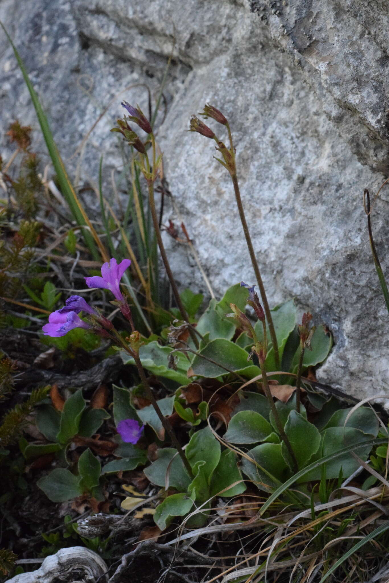 Sivun Primula spectabilis Tratt. kuva