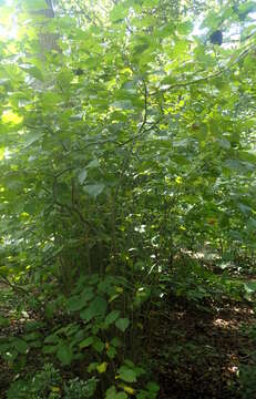 Image of American Hazel