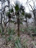 Image of Brazoria palmetto