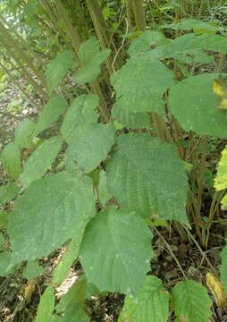 Image of American Hazel