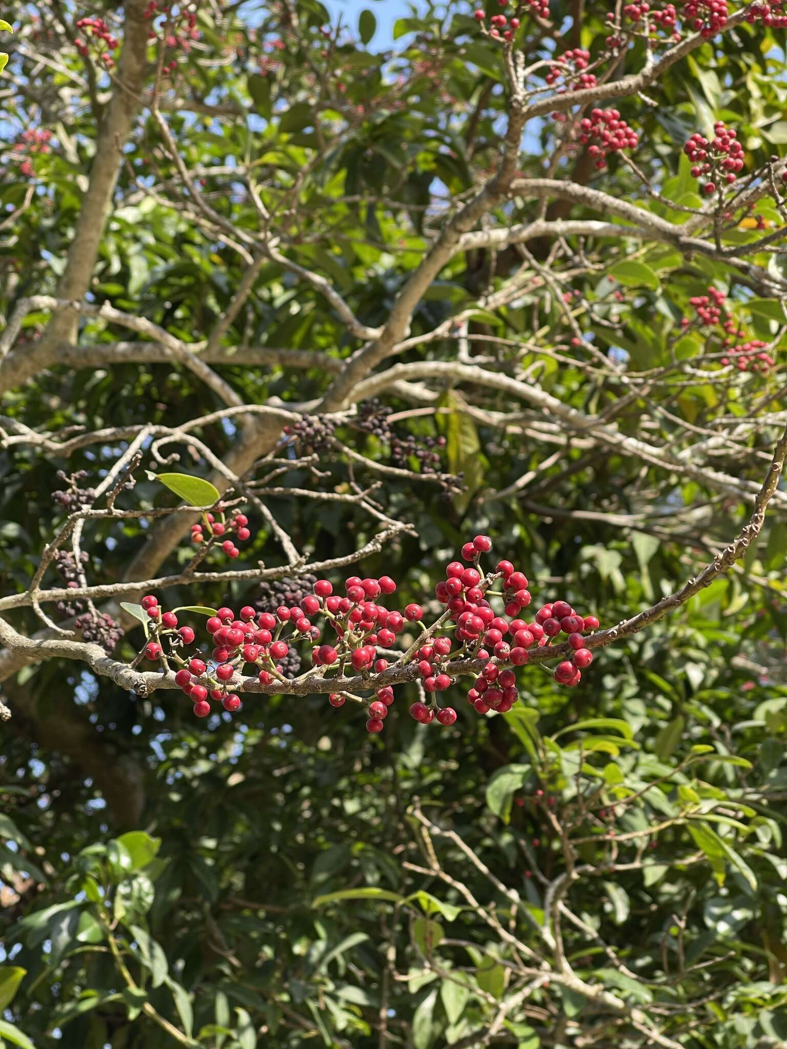 Image of Kurogane holly