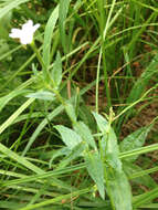 Image of glaucus willowherb