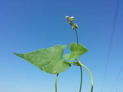 Plancia ëd Fallopia convolvulus (L.) A. Löve