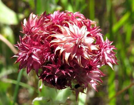 Image of Sheep'S-Ears