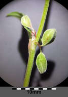 Plancia ëd Fallopia convolvulus (L.) A. Löve