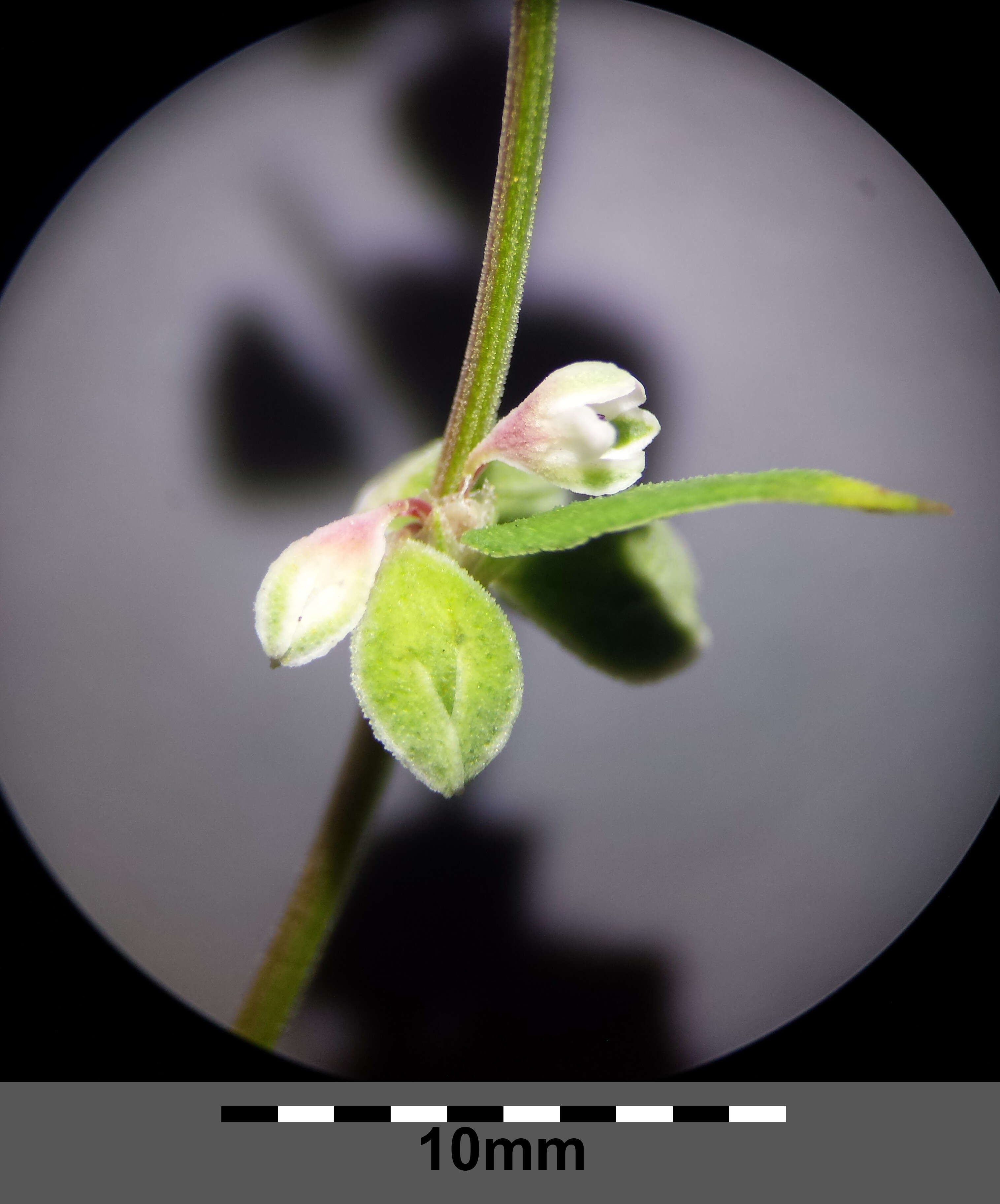 Plancia ëd Fallopia convolvulus (L.) A. Löve