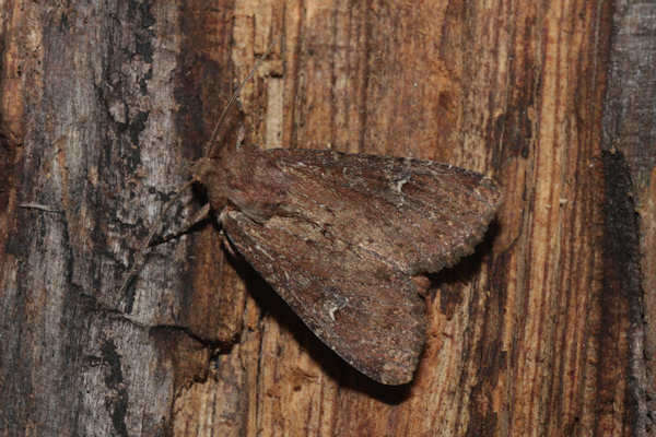 Image of scarce brindle