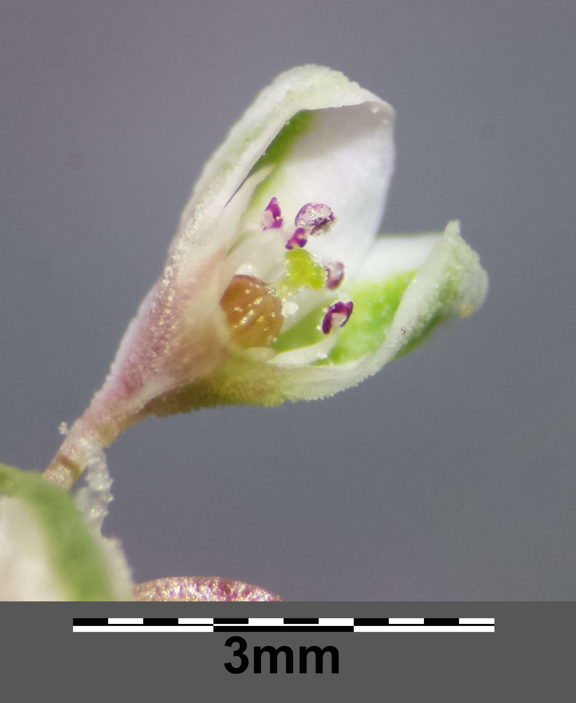 Plancia ëd Fallopia convolvulus (L.) A. Löve