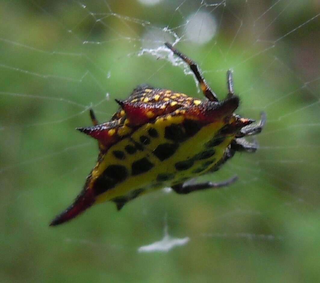 Image of Gasteracantha thomasinsulae Archer 1951