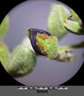 Plancia ëd Fallopia convolvulus (L.) A. Löve