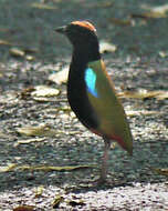 Image of Rainbow Pitta