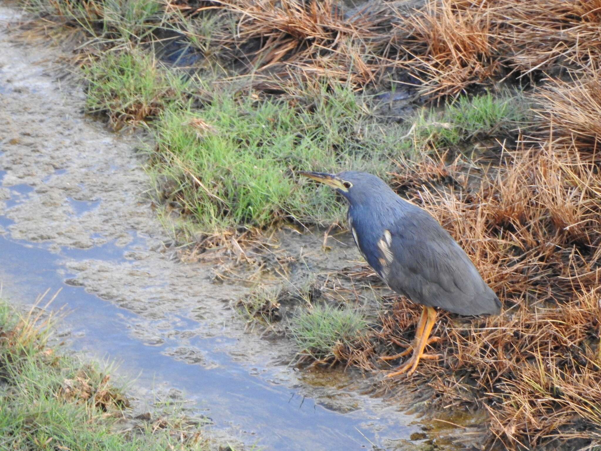 Image of Dwarf Bittern