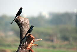 Image of Black Drongo