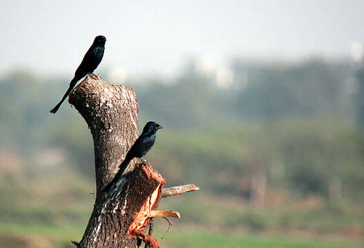 Image of Black Drongo