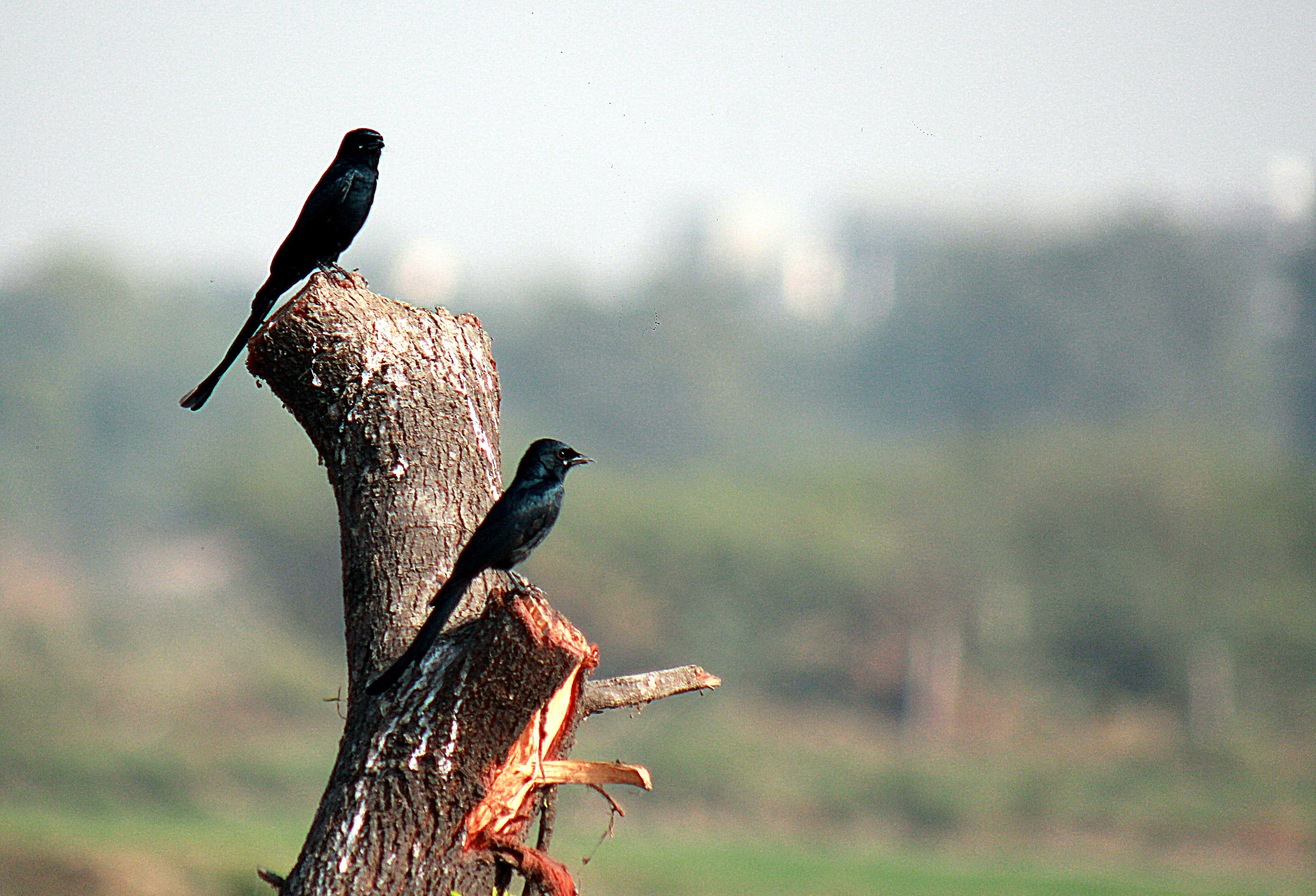 Image of Black Drongo