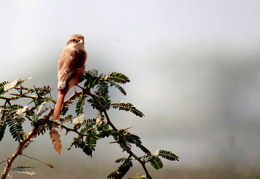 Image of Brown Shrike