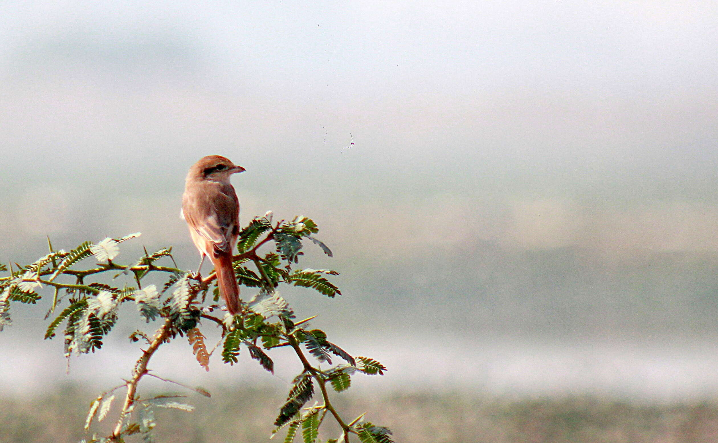 Image of Brown Shrike