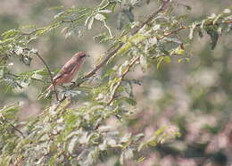 Image of Brown Shrike