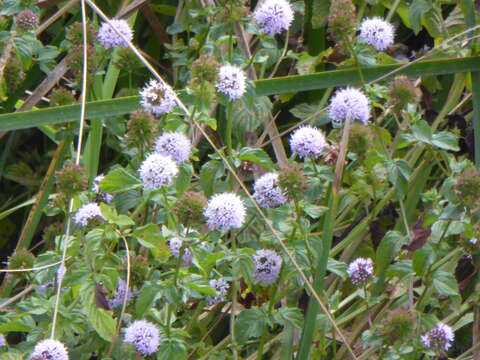 Image of Water Mint