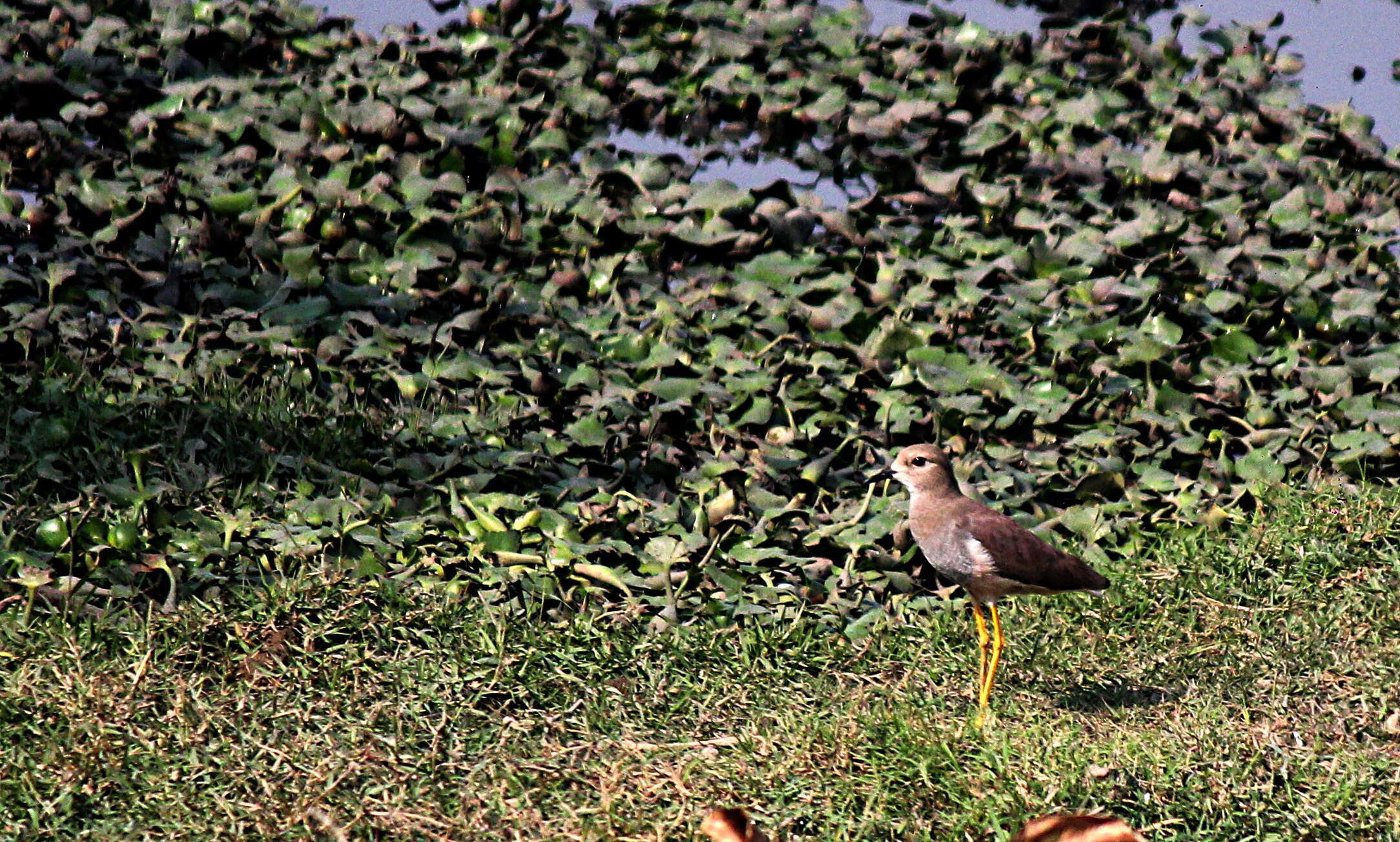 Image of White-tailed Lapwing