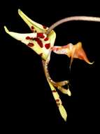 Image of orchid