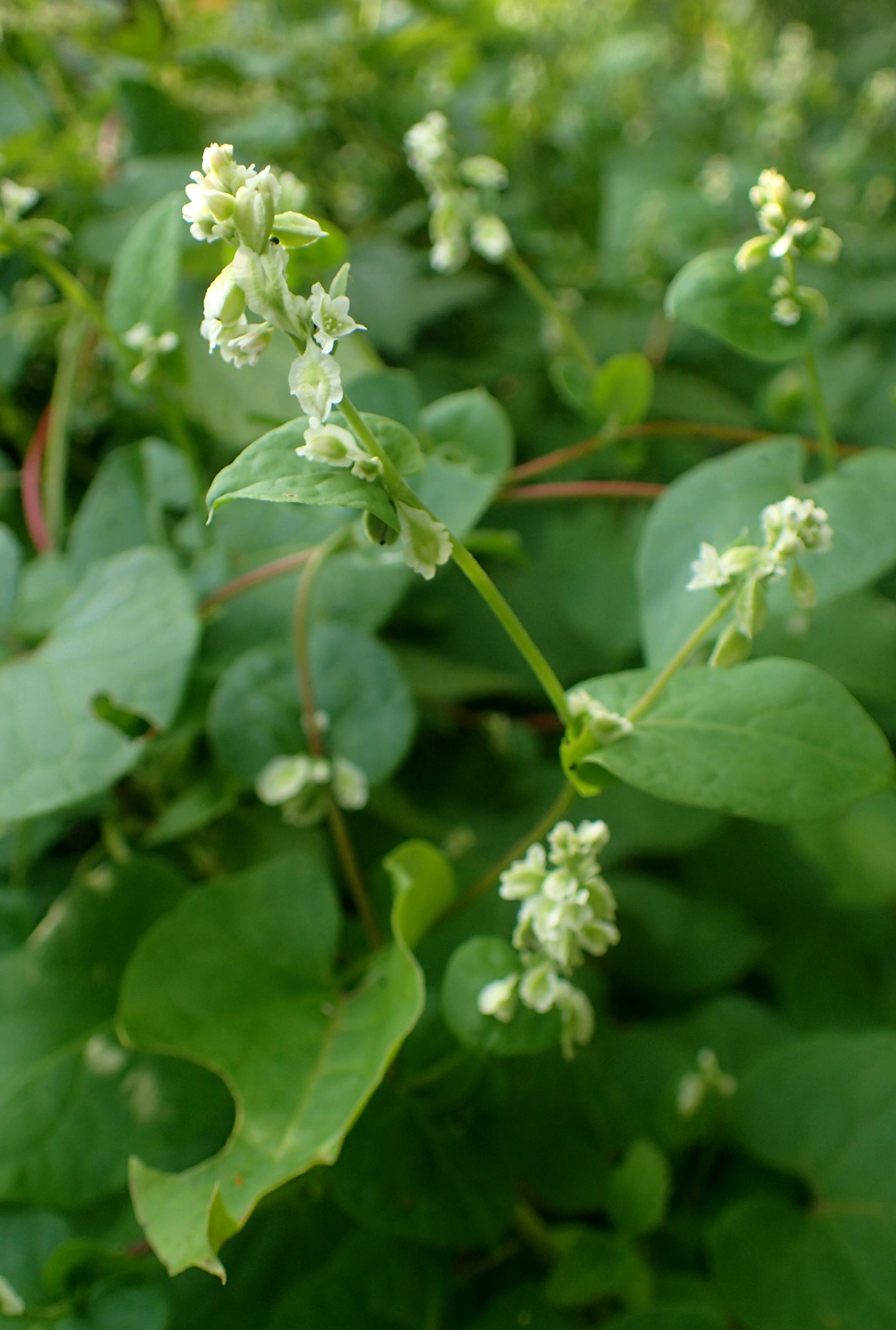 صورة Fallopia scandens (L.) Holub