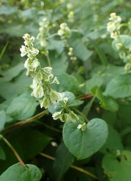 صورة Fallopia scandens (L.) Holub