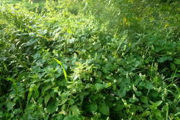 صورة Fallopia scandens (L.) Holub