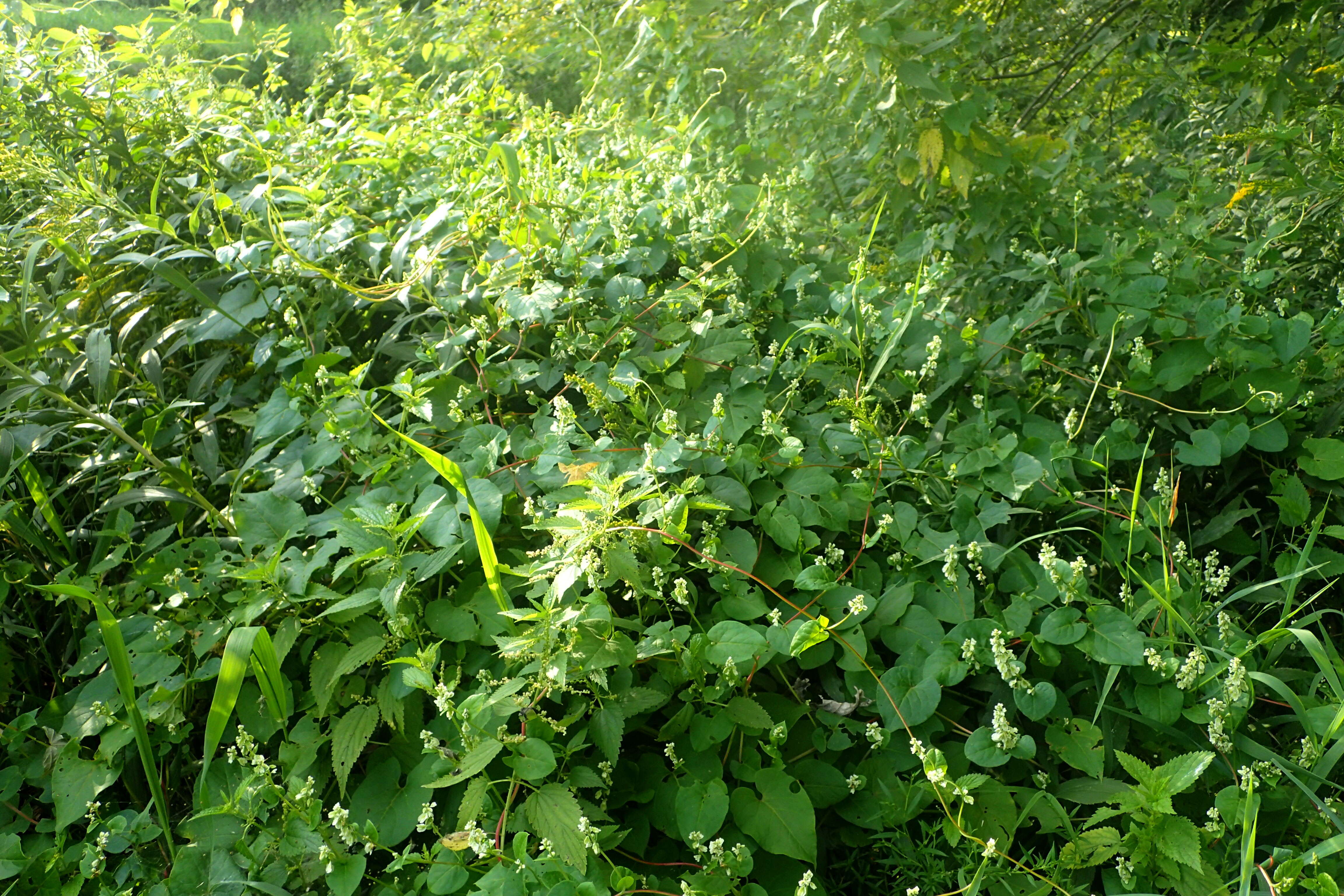 صورة Fallopia scandens (L.) Holub