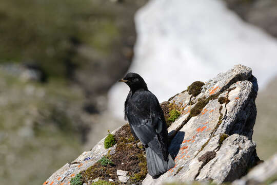 Image of Alpine Chough