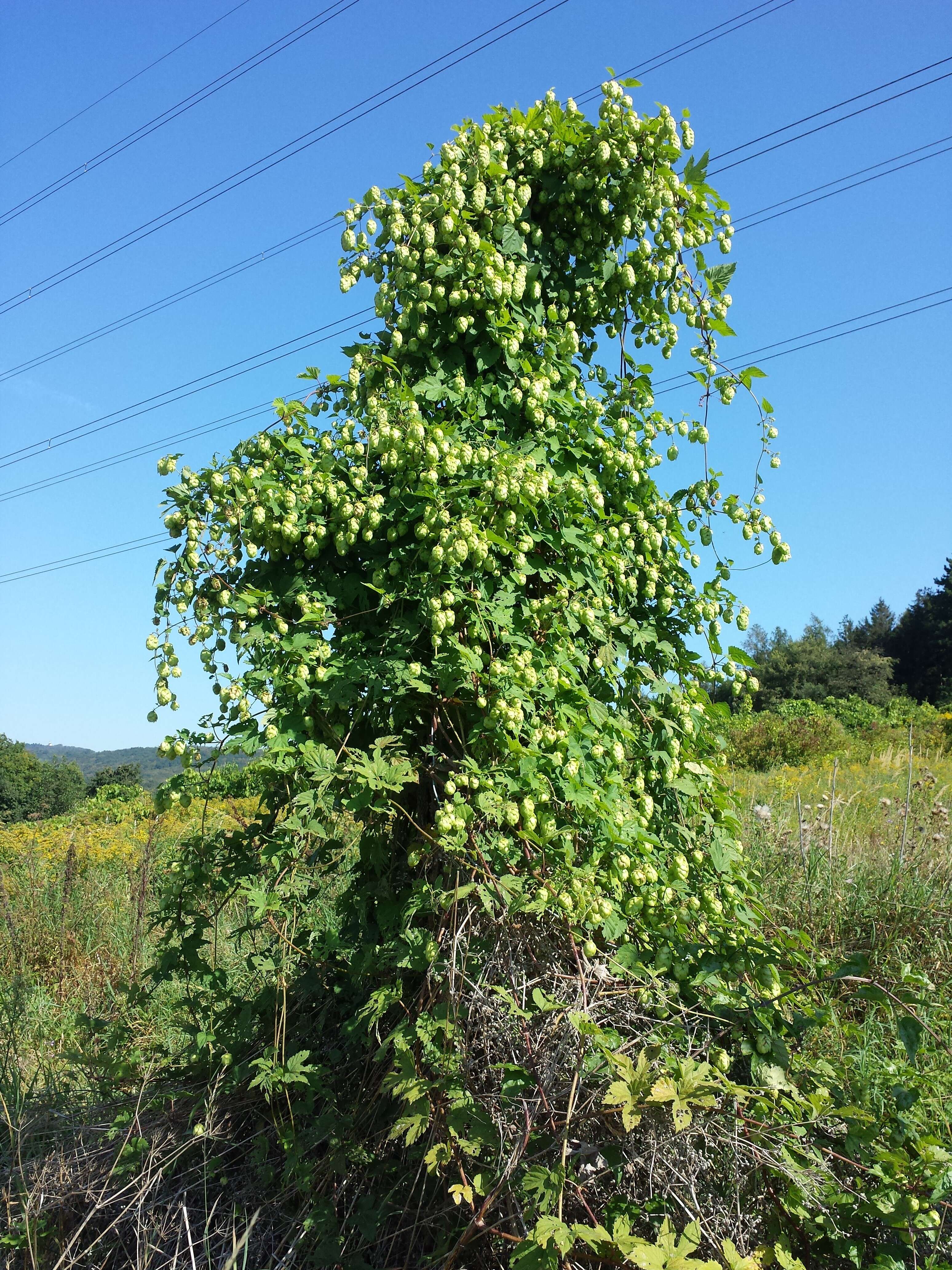 Image of common hop