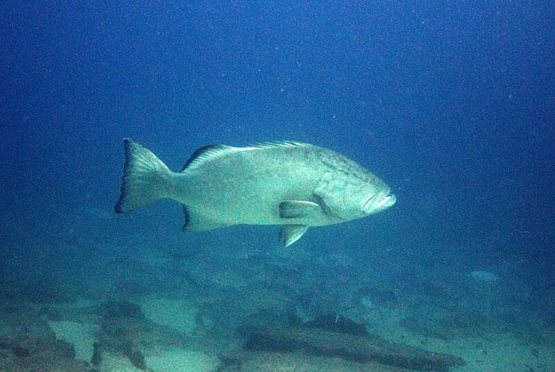 Image of Gulf Grouper