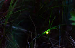 Image of common glow-worm