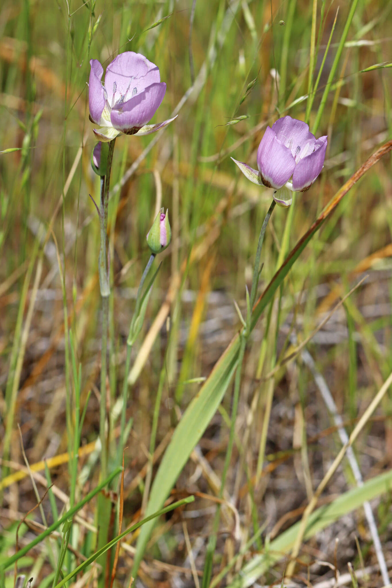 Calochortus longibarbatus var. peckii Ownbey resmi