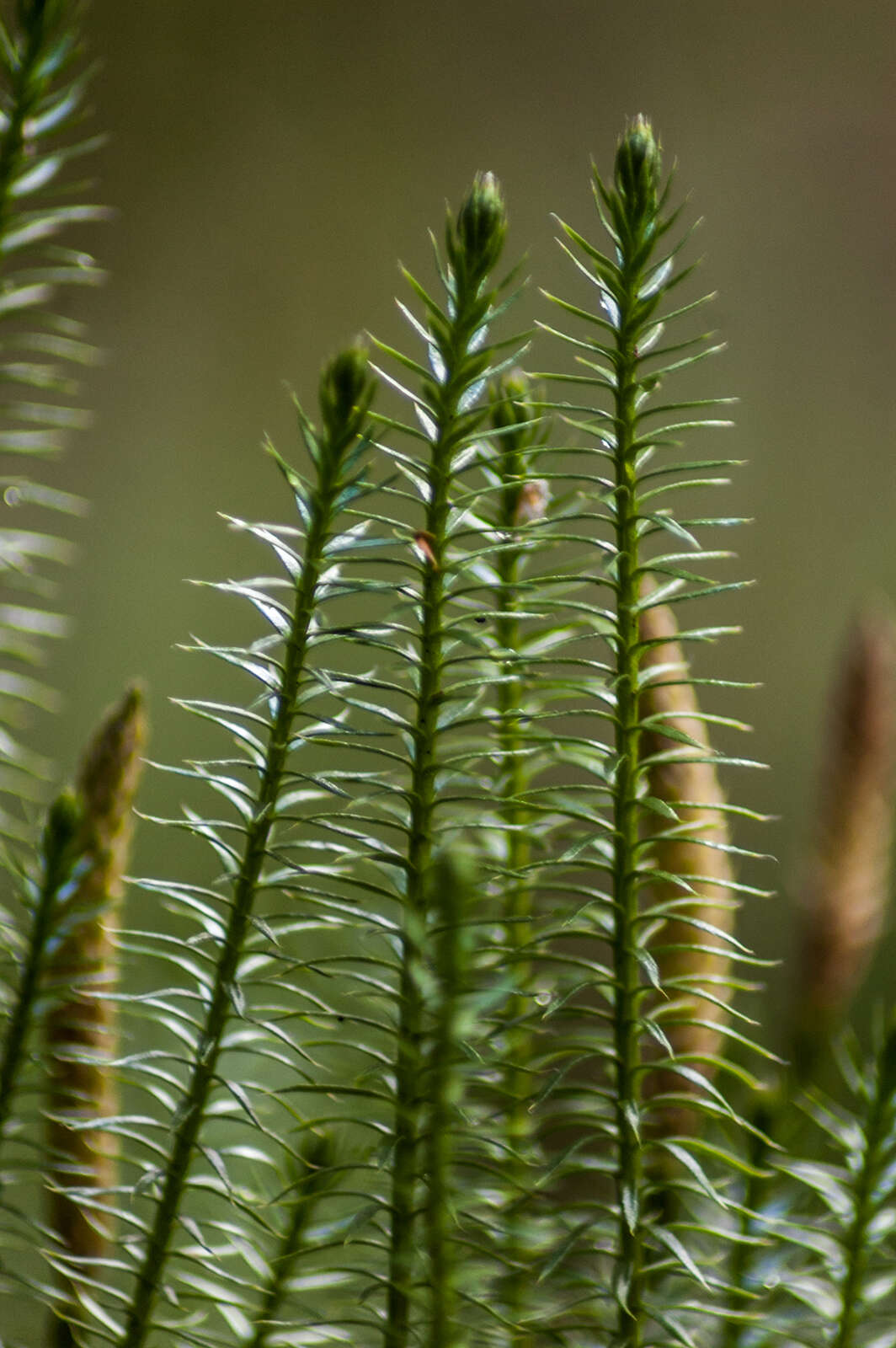 Image of interrupted clubmoss