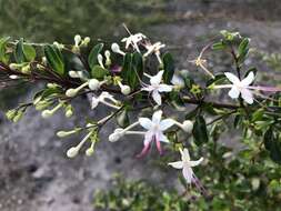 Imagem de Volkameria aculeata L.