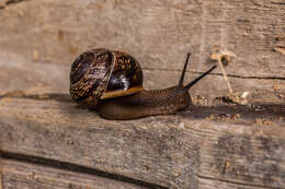 Image of Copse Snail