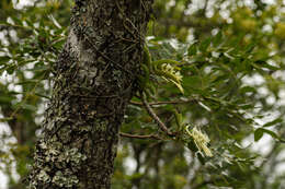 Image of Cyrtorchis praetermissa subsp. praetermissa