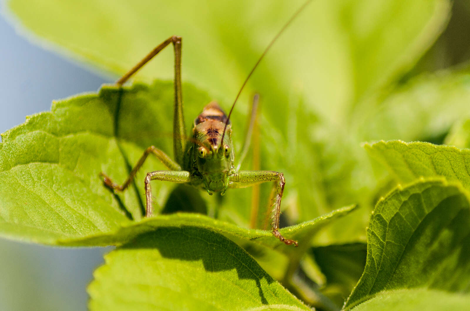 Image of upland green bush-cricket