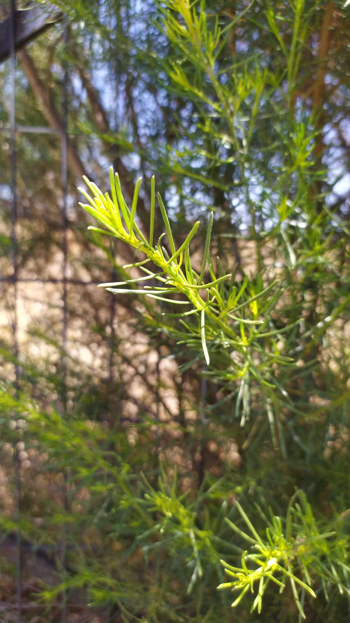 Image of Baccharis linearis (Ruiz & Pavón) Pers.