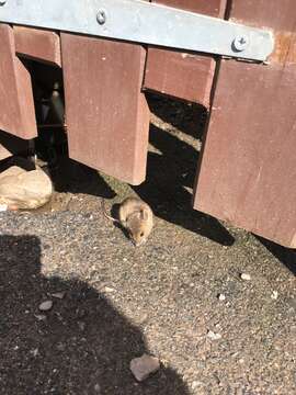 Image of wood mouse, long-tailed field mouse