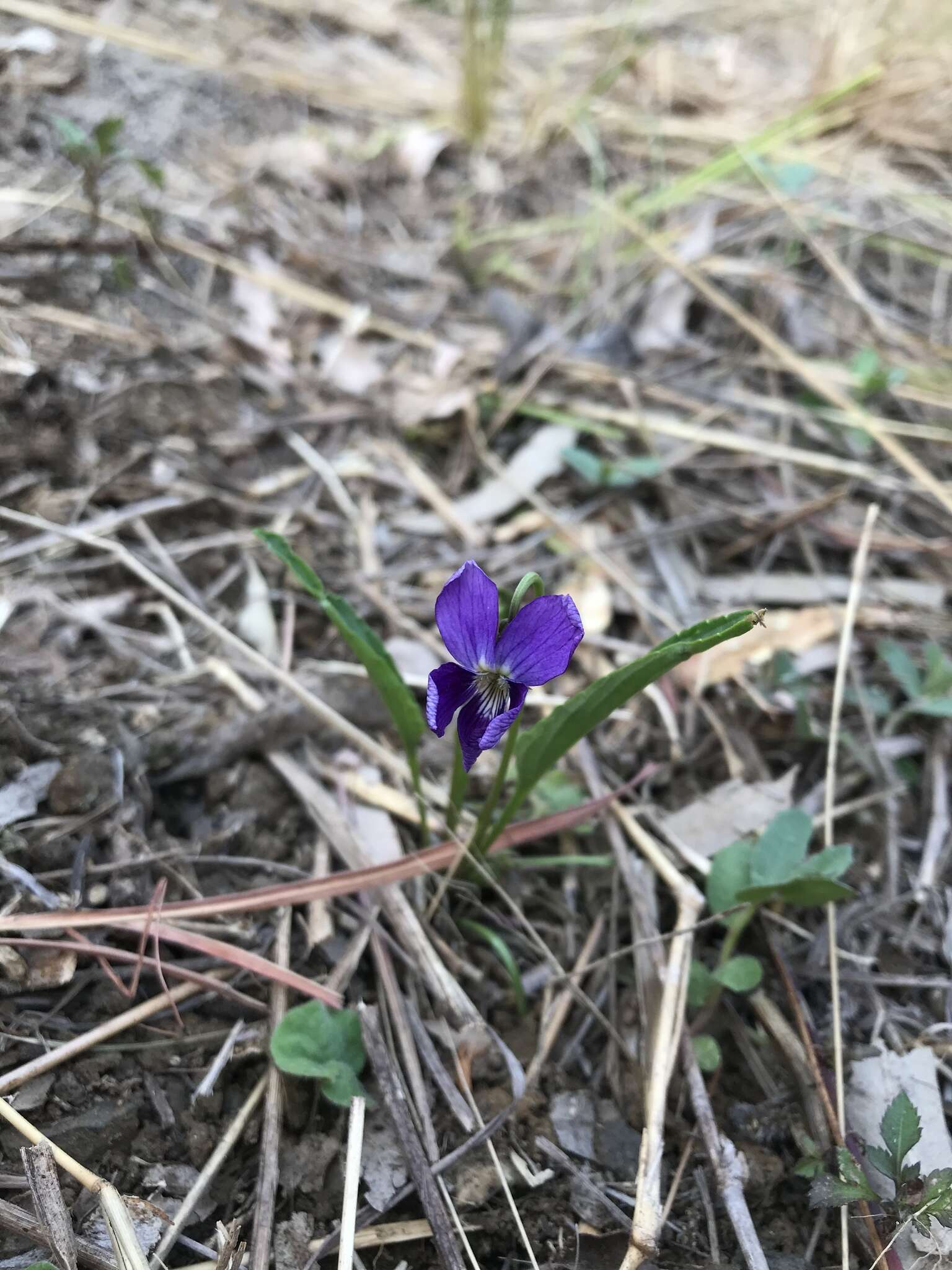 Imagem de Viola betonicifolia Smith