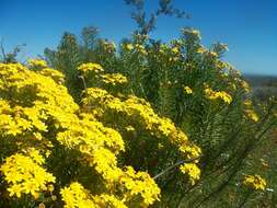 Image of Euryops linifolius (L.) DC.