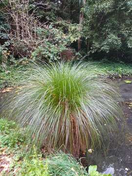 Image of Carex secta Boott