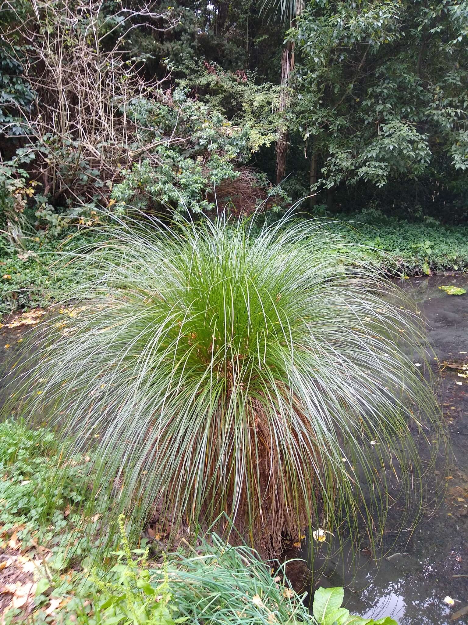 Image of Carex secta Boott