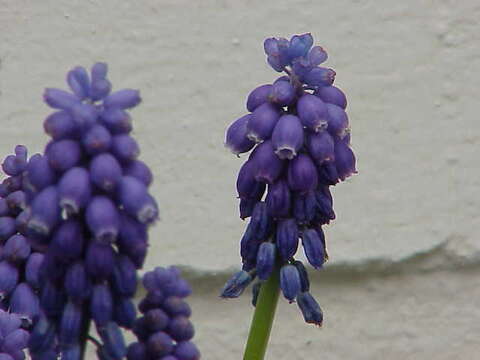 Image of Armenian grape hyacinth