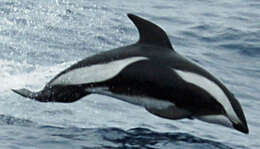 Image of Hourglass Dolphin