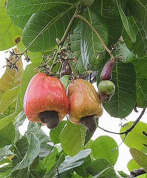 Image of cashew