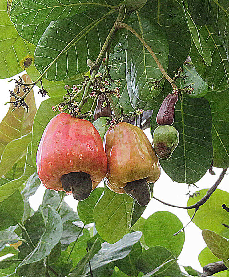 Image of cashew