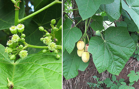 Image of Barbados nut